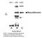 Neurofibromin 1 antibody, NB300-155, Novus Biologicals, Western Blot image 