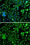 Kruppel Like Factor 9 antibody, GTX33288, GeneTex, Immunocytochemistry image 