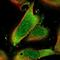 Dematin antibody, NBP1-85007, Novus Biologicals, Immunofluorescence image 