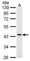 Argininosuccinate Synthase 1 antibody, LS-C185399, Lifespan Biosciences, Western Blot image 