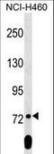 Scm Polycomb Group Protein Like 2 antibody, LS-C158924, Lifespan Biosciences, Western Blot image 