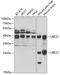Ubiquitin Conjugating Enzyme E2 Z antibody, A7225, ABclonal Technology, Western Blot image 