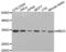 Methyl-CpG Binding Domain Protein 3 antibody, abx001836, Abbexa, Western Blot image 