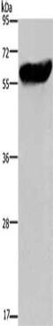 Cytochrome P450 Family 2 Subfamily E Member 1 antibody, CSB-PA186108, Cusabio, Western Blot image 