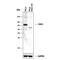 Nucleus Accumbens Associated 1 antibody, AF8375, R&D Systems, Western Blot image 