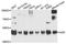 Acylglycerol Kinase antibody, orb374324, Biorbyt, Western Blot image 