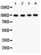 Synaptopodin antibody, PA5-80088, Invitrogen Antibodies, Western Blot image 