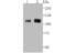 BAF Chromatin Remodeling Complex Subunit BCL11A antibody, NBP2-75455, Novus Biologicals, Western Blot image 