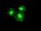Transmembrane protein 100 antibody, GTX83508, GeneTex, Immunofluorescence image 