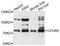 Complement Factor H Related 5 antibody, abx125662, Abbexa, Western Blot image 
