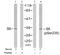 Ribosomal Protein S6 antibody, GTX78950, GeneTex, Western Blot image 