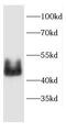 CD24 Molecule antibody, FNab01449, FineTest, Western Blot image 
