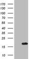 Zinc Finger Protein 69 antibody, CF808237, Origene, Western Blot image 