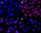 Interferon Regulatory Factor 4 antibody, 646410, BioLegend, Immunocytochemistry image 