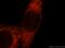 Glutathione S-transferase alpha-3 antibody, 16703-1-AP, Proteintech Group, Immunofluorescence image 