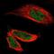 KIAA1789 antibody, NBP1-81375, Novus Biologicals, Immunocytochemistry image 