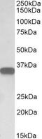 CD20 antibody, PA1-9024, Invitrogen Antibodies, Western Blot image 