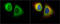 RAN Binding Protein 1 antibody, GTX103192, GeneTex, Immunocytochemistry image 