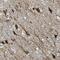 Jade Family PHD Finger 3 antibody, NBP1-83022, Novus Biologicals, Immunohistochemistry frozen image 