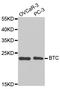 Probetacellulin antibody, TA332571, Origene, Western Blot image 