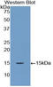 Ribonuclease 3 antibody, LS-C296275, Lifespan Biosciences, Western Blot image 