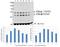 Glycogen Synthase Kinase 3 Alpha antibody, A03152Y279, Boster Biological Technology, Western Blot image 