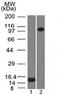 Thrombomodulin antibody, 33-761, ProSci, Enzyme Linked Immunosorbent Assay image 