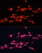 Glypican 3 antibody, 14-390, ProSci, Immunofluorescence image 