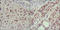 ISL LIM Homeobox 1 antibody, M02969-2, Boster Biological Technology, Immunohistochemistry frozen image 