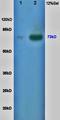 CREB Regulated Transcription Coactivator 2 antibody, orb6371, Biorbyt, Western Blot image 