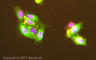 Trefoil Factor 1 antibody, ab92377, Abcam, Immunocytochemistry image 