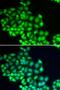 ERCC Excision Repair 2, TFIIH Core Complex Helicase Subunit antibody, orb167472, Biorbyt, Immunofluorescence image 