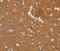 Glycoprotein M6A antibody, PA5-50350, Invitrogen Antibodies, Immunohistochemistry paraffin image 