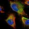 Transportin 3 antibody, NBP2-58965, Novus Biologicals, Immunofluorescence image 