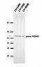 Histone Deacetylase 1 antibody, orb76641, Biorbyt, Western Blot image 