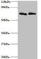 Tumor necrosis factor antibody, orb240490, Biorbyt, Western Blot image 