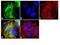 RalA Binding Protein 1 antibody, MA1-035, Invitrogen Antibodies, Immunofluorescence image 