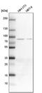 GSAS antibody, PA5-52546, Invitrogen Antibodies, Western Blot image 