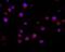 CD2 Associated Protein antibody, A01756-2, Boster Biological Technology, Immunofluorescence image 