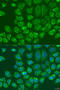 Metadherin antibody, 19-921, ProSci, Immunofluorescence image 