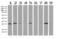 RNA Transcription, Translation And Transport Factor antibody, LS-C796919, Lifespan Biosciences, Western Blot image 