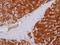 Glutamic--Pyruvic Transaminase antibody, GTX112952, GeneTex, Immunohistochemistry paraffin image 