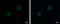 Zinc Finger Protein 384 antibody, GTX101975, GeneTex, Immunofluorescence image 