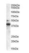 SH3 Domain Containing GRB2 Like, Endophilin B1 antibody, orb18342, Biorbyt, Western Blot image 