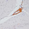 ATP Citrate Lyase antibody, A02372S455, Boster Biological Technology, Immunohistochemistry frozen image 