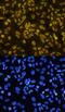 Twist Family BHLH Transcription Factor 1 antibody, PA5-47824, Invitrogen Antibodies, Immunocytochemistry image 
