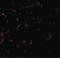 BCL10 Immune Signaling Adaptor antibody, LS-B700, Lifespan Biosciences, Immunofluorescence image 