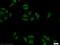 Zinc Finger Protein 124 antibody, 25216-1-AP, Proteintech Group, Immunofluorescence image 