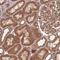 Unconventional SNARE In The ER 1 antibody, NBP2-38568, Novus Biologicals, Immunohistochemistry paraffin image 