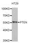 Phosphatase And Tensin Homolog antibody, abx004226, Abbexa, Western Blot image 